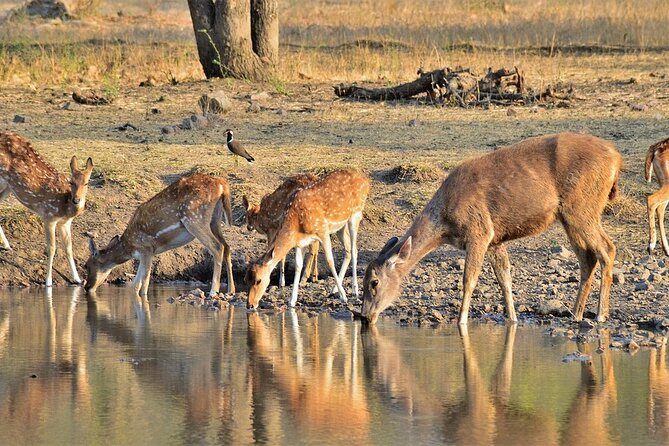 A Two Night Ranthambore National Park From Jaipur By Private Transfer - Pricing and Guarantee