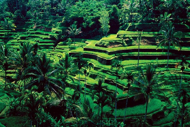 All-inclusive 6 Days Bali Sightseeing Tour - Pricing and Guarantee Information