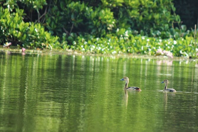 Birdwatching Boat Ride in Muthurajawela Marsh From Mount Lavinia - Frequently Asked Questions