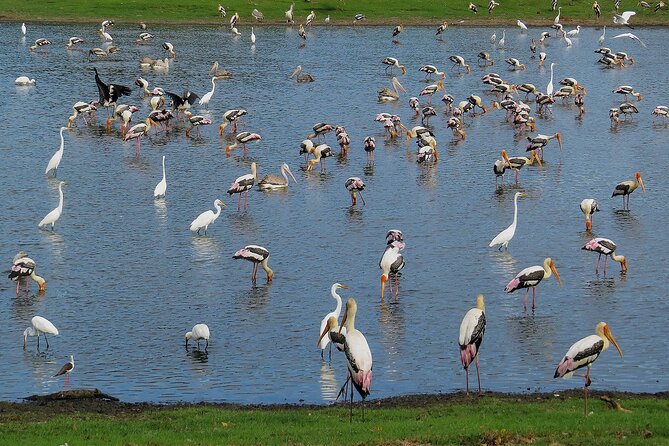 Birdwatching Safari at Kumana National Park - The Sum Up