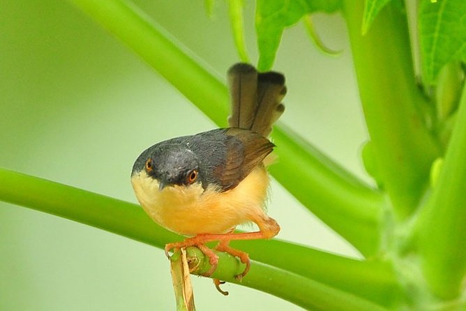 Birdwatching Walk in Sinharaja Rainforest From Mount Lavinia - Wildlife Spotting Opportunities