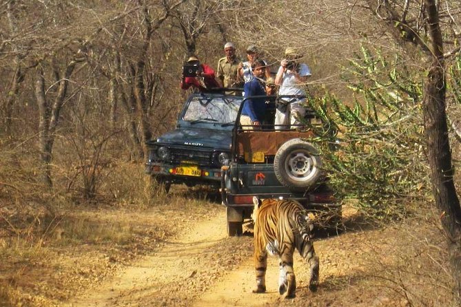 Book Sariska Tiger Reserve Tickets (Skip The Line) - Traveler Recommendations