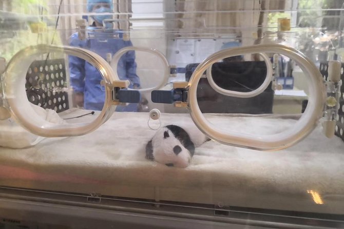 Chengdu Panda Base and Peoples Park - Pickup Points and Accessibility