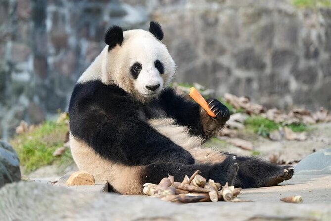Chengdu Panda Base Visit Sichuan Cuisine Learning Experience - Pricing Details and Options