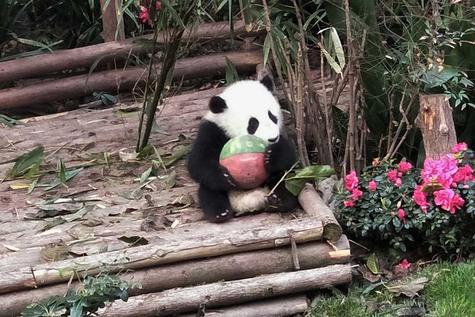 Chengdu Private Panda Trip With Afternoon Private Custom Tour - Pickup Service
