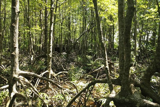 Cowboy Town & Fireflies River Cruise - The Sum Up