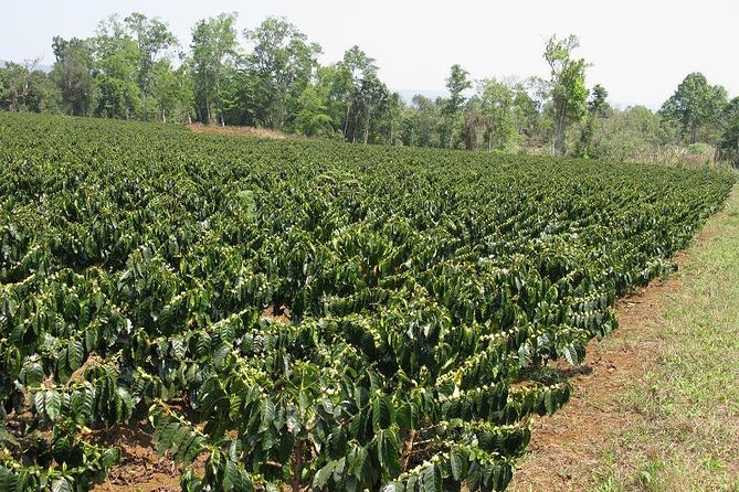 Dalat Coffee Tours - Booking and Pricing