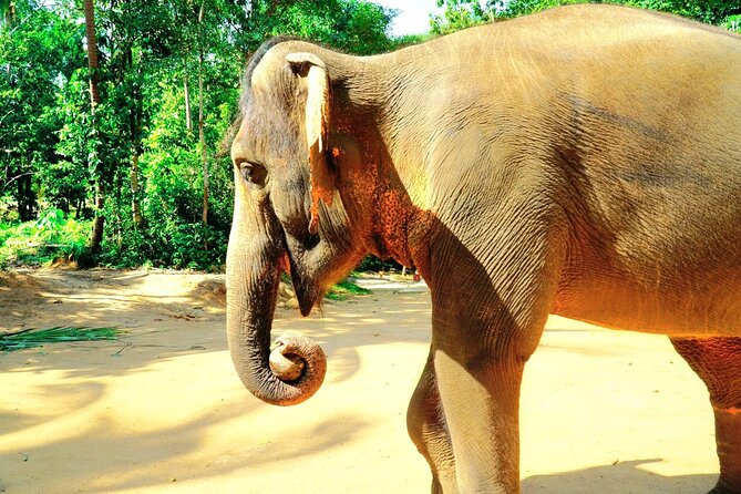 Elephant Care Experience - Reservation and Pricing