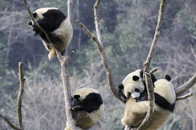 Exploration of Sichuans Culture and Nature Journey Private Tour - Transport and Tickets