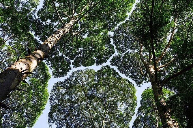 Forest Research Institute Malaysia FRIM Rainforest Private Tour - Start Time