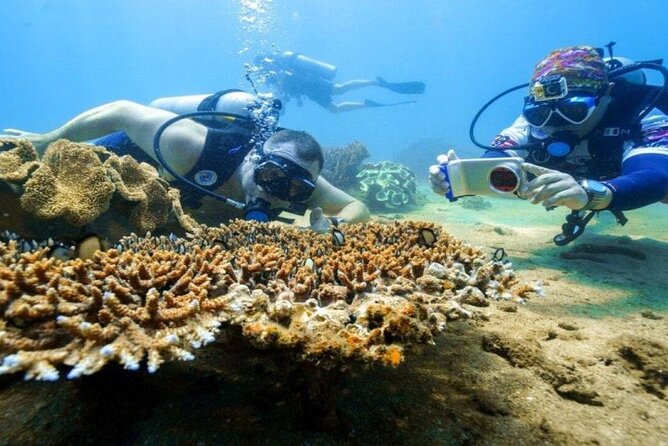 From Da Nang: Snorkeling & Island Hopping Tour by Speedboat - What To Expect During the Tour