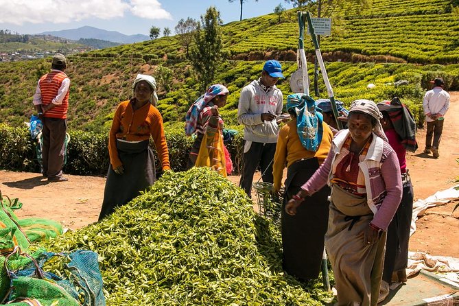 Guided Hike to Single Tree Hills From Nuwara Eliya - Picnic Lunch