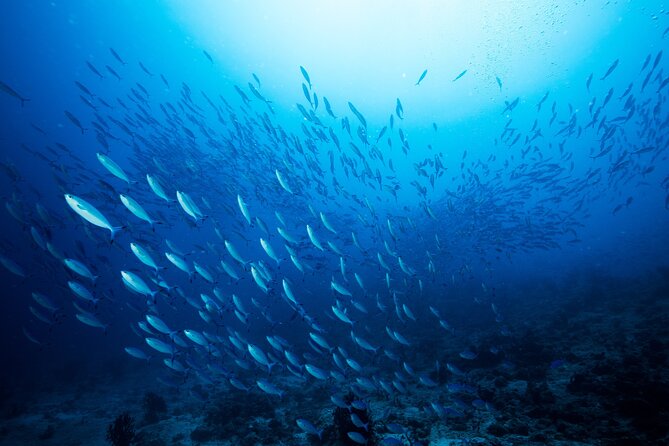 Half Day Private Sunset Fishing Tour in Maafushi With Bbq Dinner - The Sum Up