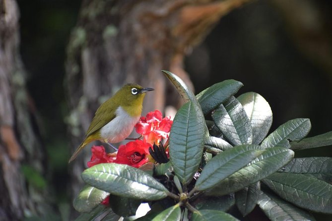 Horton Plains National Park Hike From Nuwara Eliya - Start Time