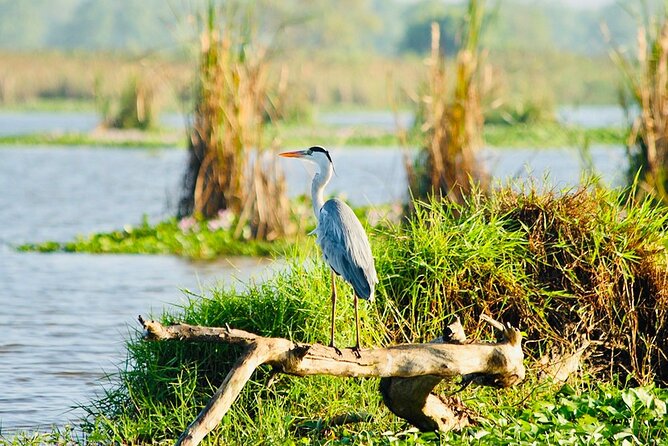 Kalametiya Bird Sanctuary Catamaran Bird Watching Tour - Pricing and Booking