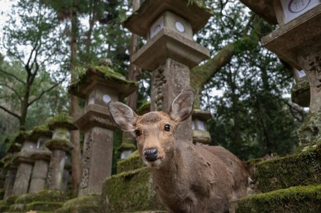 Kansai 10-Hour Chartered Day Trip｜Nara City - Additional Costs to Consider