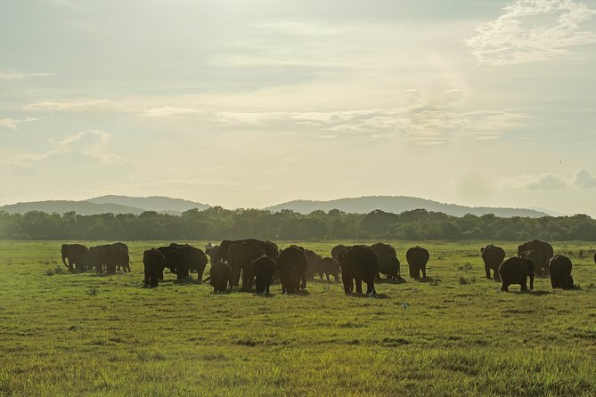 Kaudulla National Park Private Safari - Booking Details