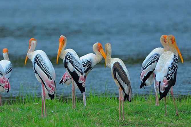 Kumana National Park Safari From Arugam Bay ( Jeep+ Tickets ) - Booking Details