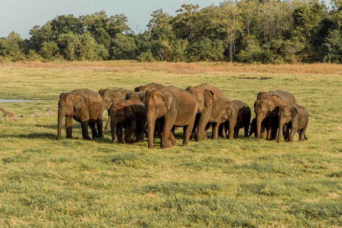 Minneriya National Park Private Safari From Habarana - Price and Booking