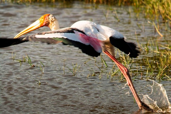 Morning Private Safari at Bundala Park by Yala La Safari Tours - Availability and Reservation