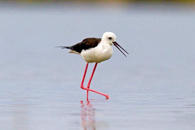 Muthurajawela Bird Watching Boat Tour - Directions