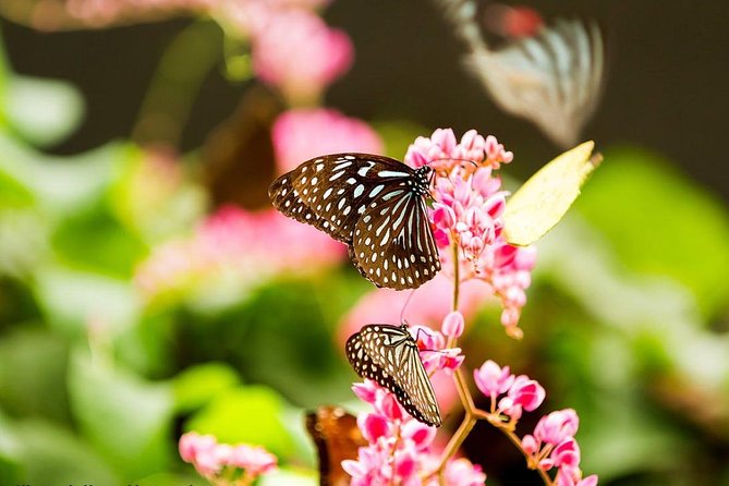 Nature And Gardens Tour From Kuala Lumpur - The Sum Up