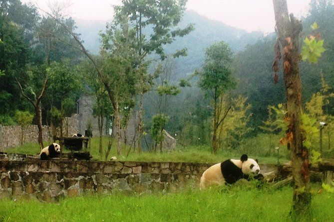 One Day Trip to Panda Base and Taoist Mt Qingcheng - Safety and Health Considerations