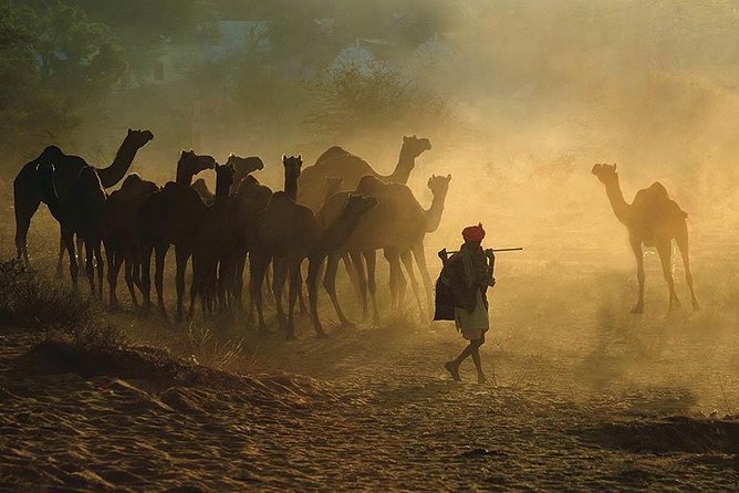 One Way Transfer From Jaipur To Jodhpur With Pushkar & Lunch (Optional) - Booking Information