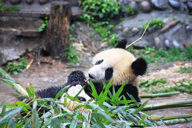 Panda Tour and Chengdu Culture City Walk - Additional Information