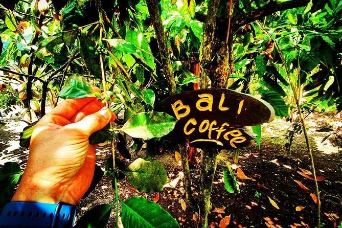 Private Bali Tanah Lot and Taman Ayun Temple Tour With Japanese Speaking Guide - Additional Details