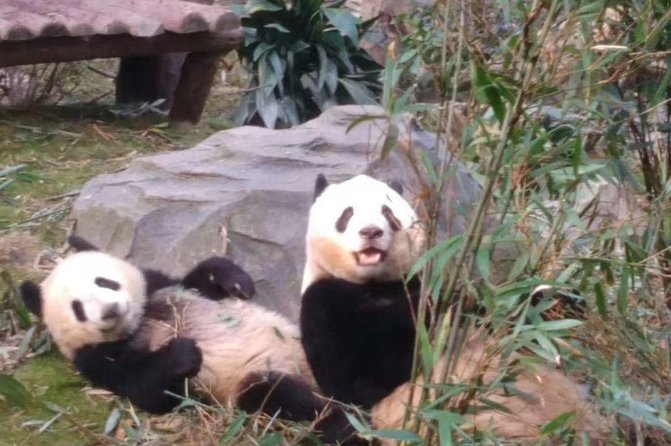 Private Chengdu Panda Base Day Tour by Round-Way Flight From Guangzhou - Additional Details
