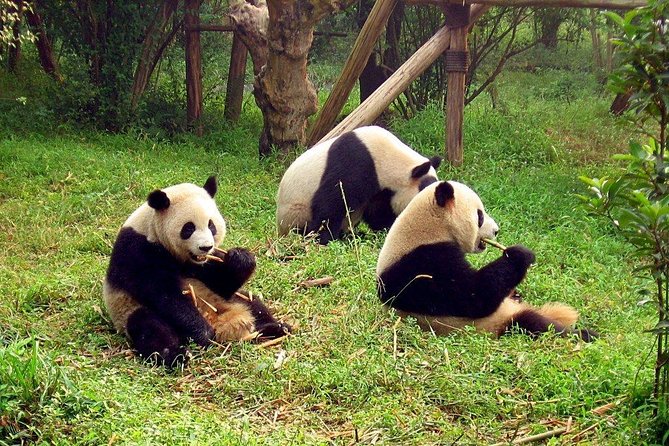 Private Day Tour: Chengdu Panda Breeding Base and Sanxingdui Museum - Frequently Asked Questions