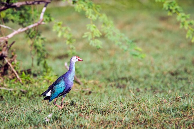 Private Tour Bundala National Park Safari From Hambantota - Additional Information