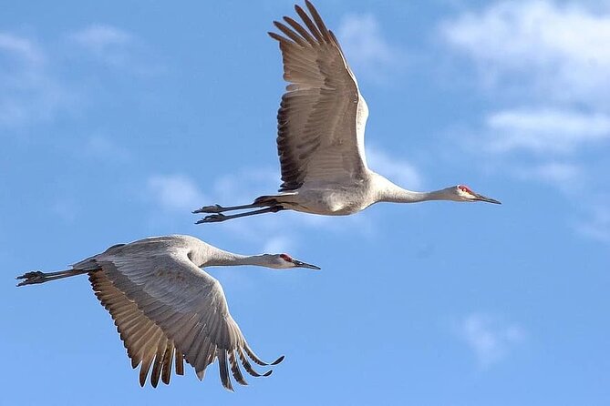 Same Day Trip To National Chambal Sanctuary From Agra With River Safari - The Sum Up