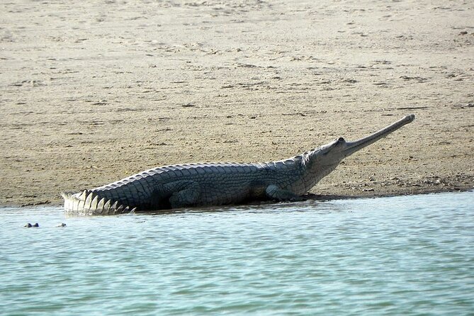 Same Day Trip To National Chambal Sanctuary From Agra - Additional Information