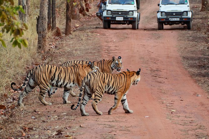 Sariska Tiger Reserve From Delhi - Accessibility Details