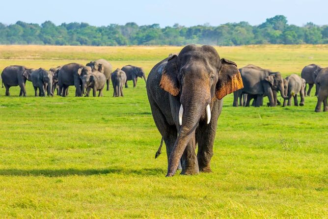 Sigiriya & Minneriya Safari Tour From Kandy - Terms and Conditions