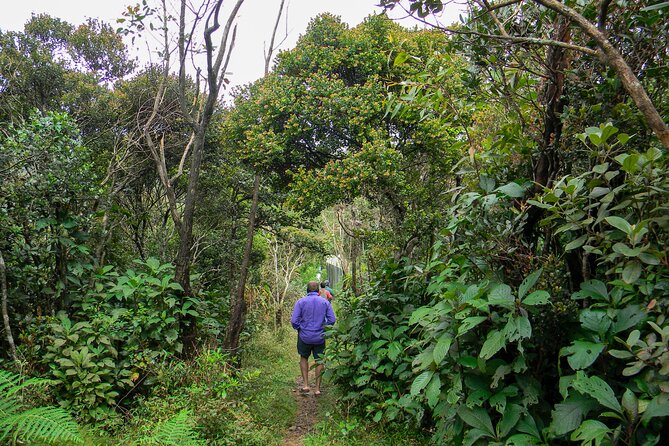Single Tree Hill Hike From Nuwara Eliya - Terrain and Viewpoints