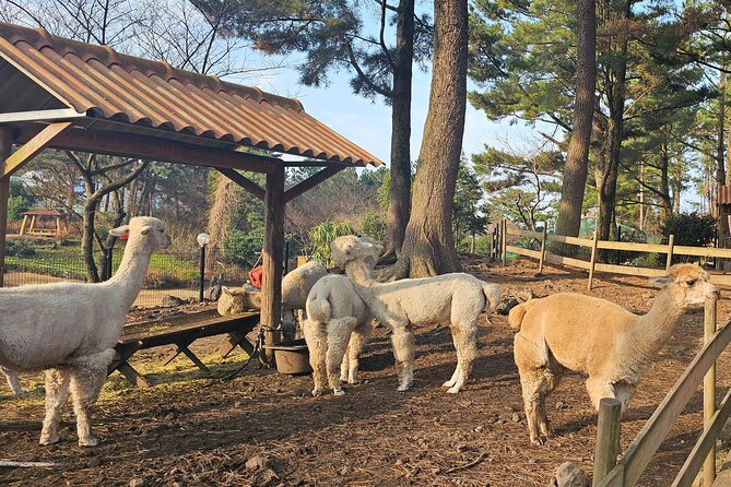 South of Jeju Island Package Tour in Alpaca Land - Operator Information