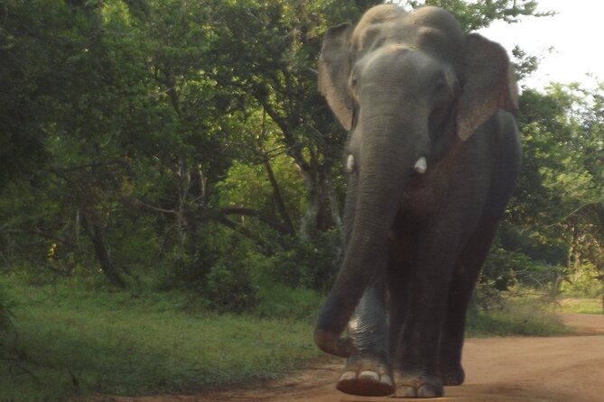Special Yala Safari Tour From Hambantota Port - Frequently Asked Questions