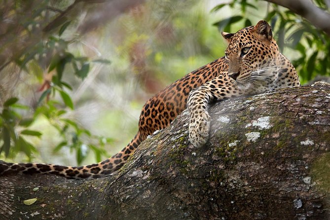 Srilanka Best Tourist Attractions in Two Days From Negombo - Adventure at Wilpattu National Park