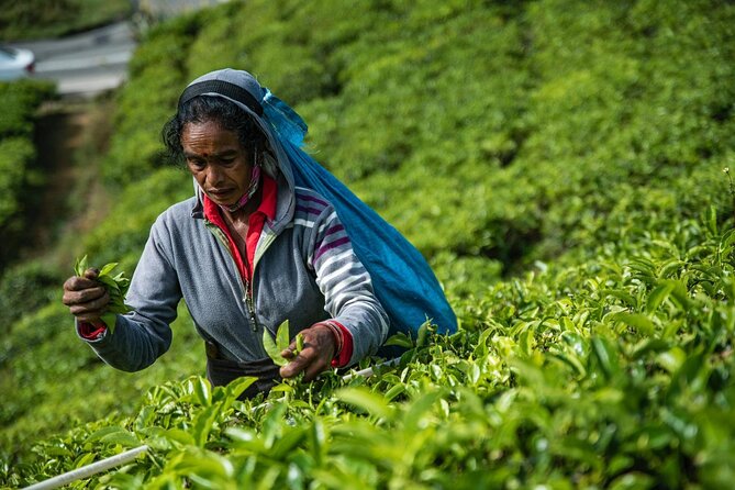 Tea Plucking and Tea Factory Tour From Kandy - Booking Information