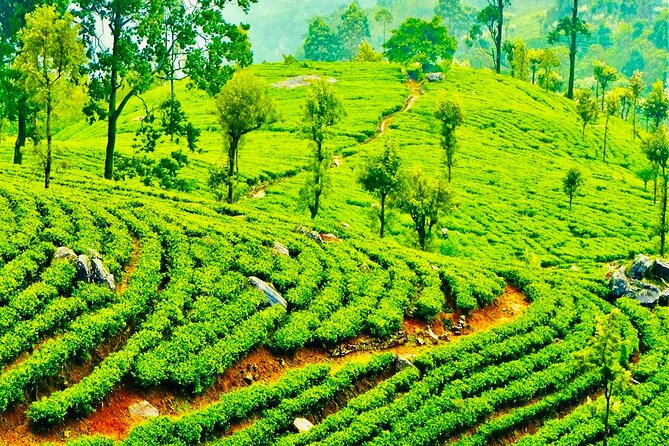 Tea Plucking and Tea Factory Visit From Nuwara Eliya - Booking Information