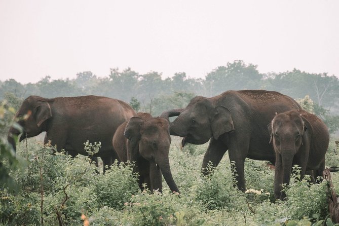 Udawalawe From Hikkaduwa (2 Days) - The Sum Up