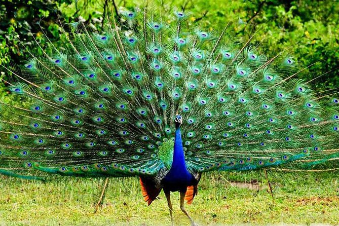 Udawalawe National Park Jeep Safari & Elephant Transit Home- One Day Trip - Additional Tour Information