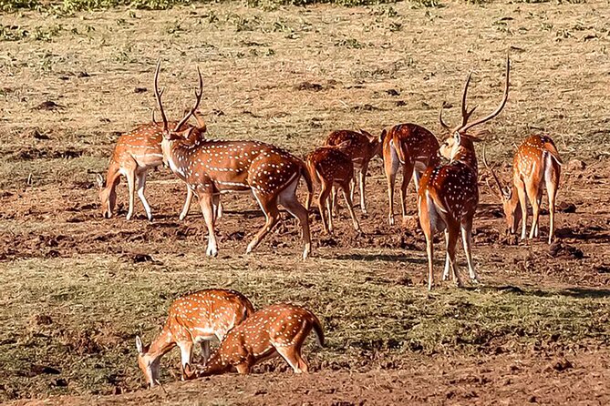 Udawalawe National Park Safari From Ahungalla - Exclusions