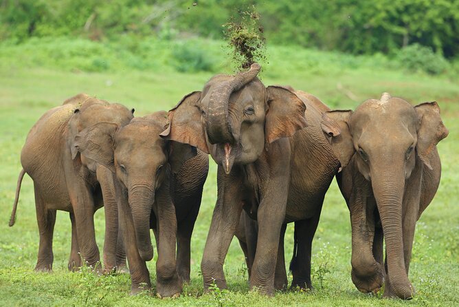 Udawalawe National Park Safari From Balapitiya - Wildlife Spotting Tips