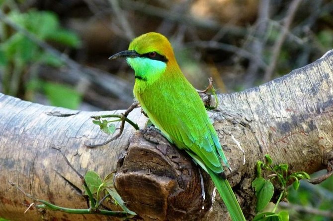 Udawalawe National Park Safari From Beruwala Hotels - The Sum Up