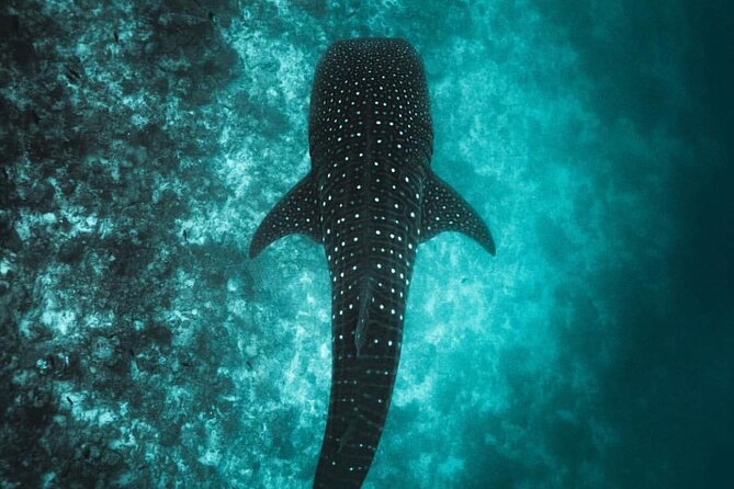 Ukulhas Tour D - Whale Shark Snorkeling & Coral Garden Tour - Accessibility and Participation