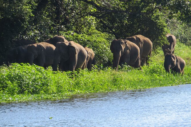 Wasgamuwa National Park Safari From Sigiriya - What To Expect on the Safari